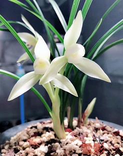 兰花苗自然老种    春兰 (雪影)  绿植浓香阳台花卉盆景