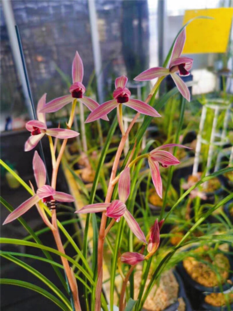 带花苞包邮云南老种浓香兰花苗盆栽 莲瓣兰烈焰红唇 阳台花卉绿植