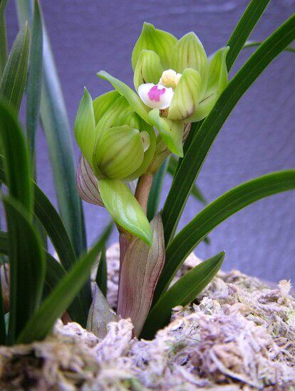 包邮兰花苗 江浙铭品自然老种 春兰【绿云】浓香阳台绿植花卉盆栽