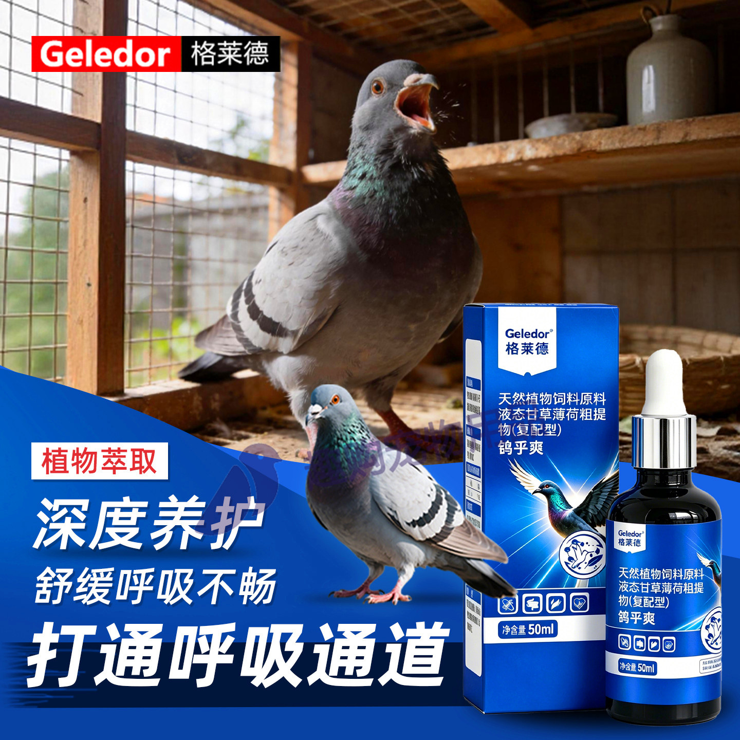 格莱德赛鸽探视比赛调理鸽乎爽