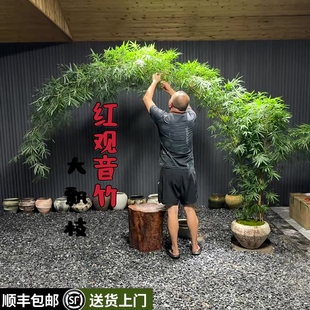 红观音竹高杆带飘枝四季好养阳台书房茶室桌面超大型水培绿植盆栽