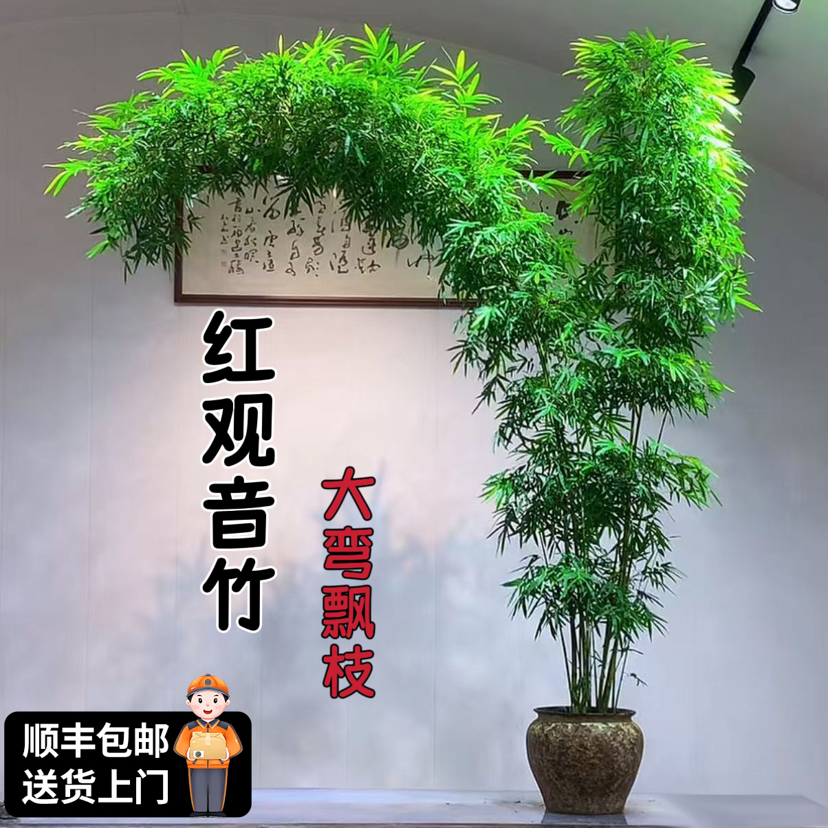 大型红观音竹四季高杆绿植