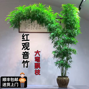 大型红观音竹四季高杆飘枝好养庭院室内茶室桌面水培造景绿植盆栽
