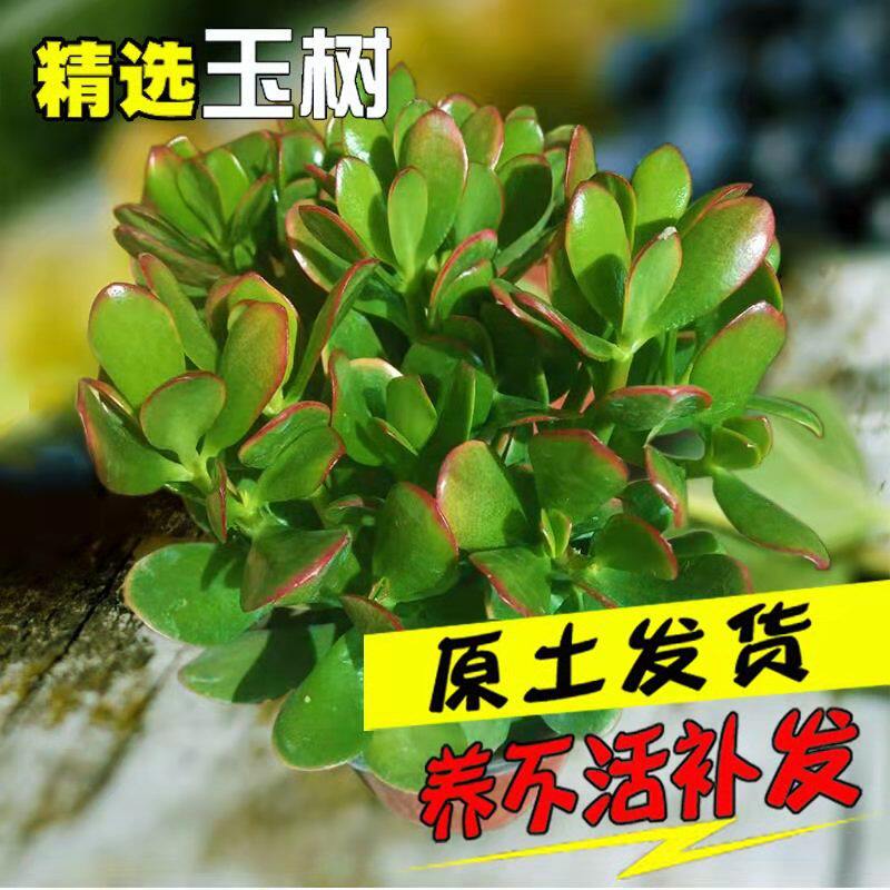 老桩玉树盆栽室内黄金花月多肉植物厚脸皮金枝玉叶姬花月包邮|ruв категории доставка цветов/цветок моделирования/растения садоводства, цветок/растения в горшках (новый), растения - от Buy2taobao.com для оказания профессиональной услуги покупки агента Taobao