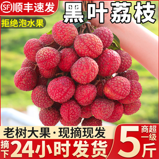 顺丰礼盒 5斤福建老树黑叶荔枝新鲜水果当季孕妇现发整箱包邮
