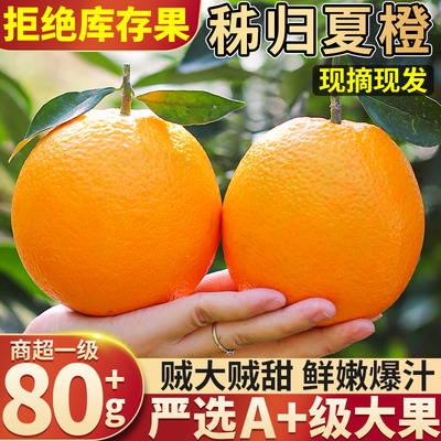 现摘20斤橙子大果丨精选秭归夏橙