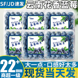 顺丰 12盒云南蓝莓新鲜水果花香特大莓果当季怡颗鲜果整箱包邮