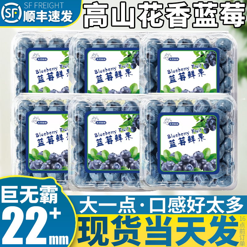 22mm+巨无霸蓝莓王丨花香蓝莓