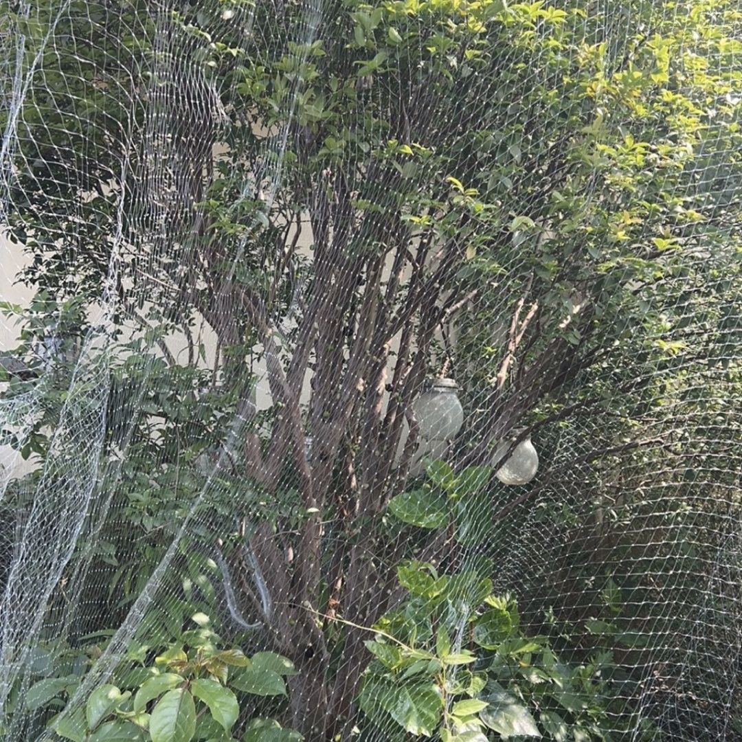 尼龙鸟防护网新款果树罩