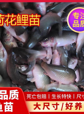 禾花鲤鱼苗荷花鲤禾花乌鲤禾花鱼乌鲤稻田养殖食用鱼四川渔场直发