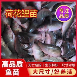 禾花鲤鱼苗荷花鲤禾花乌鲤禾花鱼乌鲤稻田养殖食用鱼四川渔场直发
