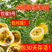 纯甜钦蜜9号黄金百香果苗 当年结果