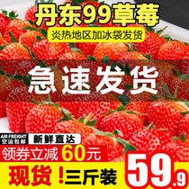 丹东99草莓3斤新鲜水果孕妇红颜牛奶草莓东港久久九九大草莓助农