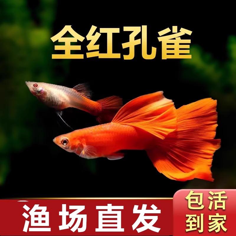 全红孔雀鱼热带纯种观赏鱼