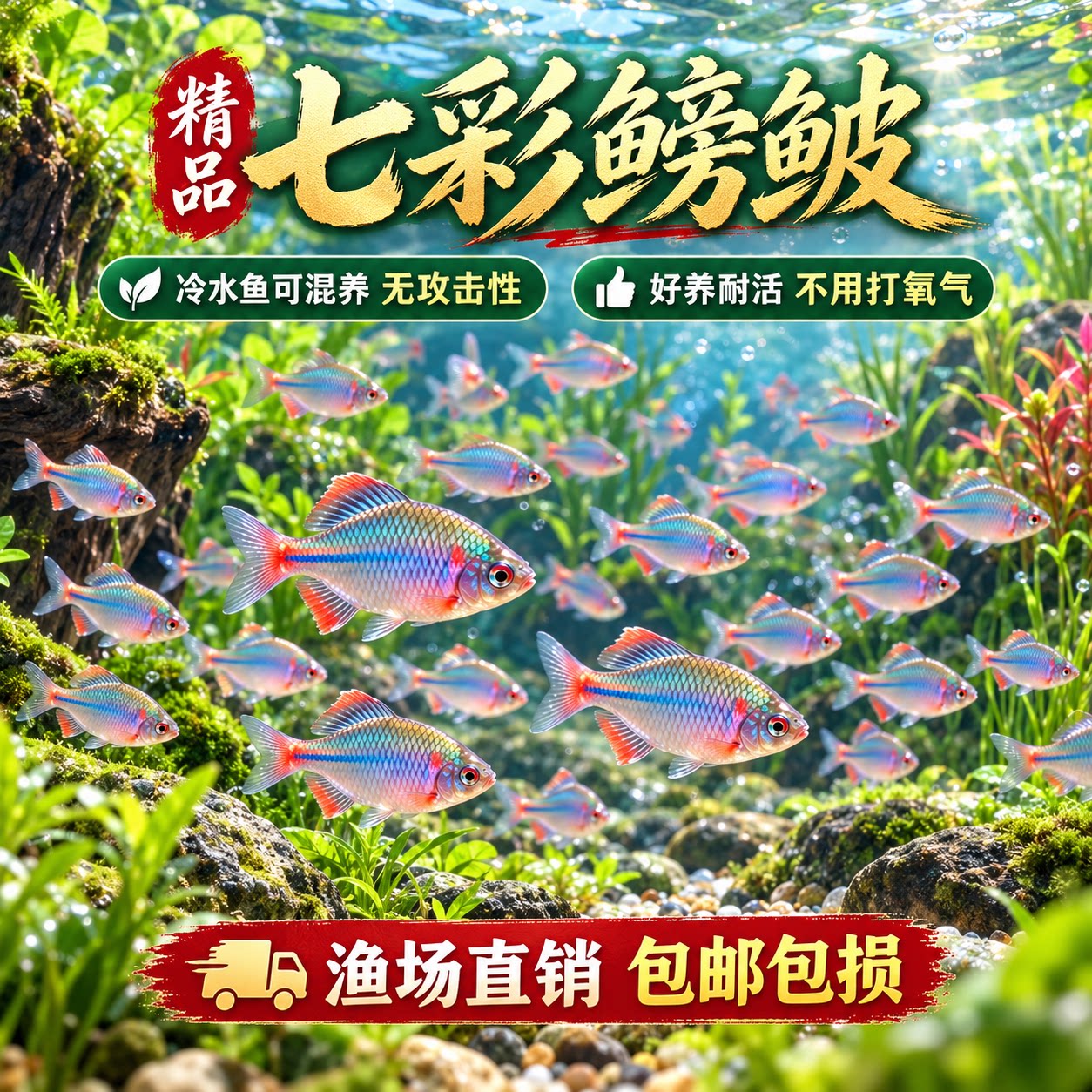 七彩高体鳑鲏鱼冷水鱼活体好养淡水观赏鱼原生小型鱼苗除藻群游鱼