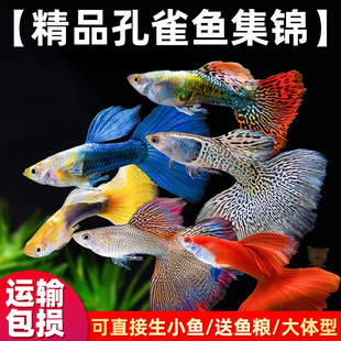 孔雀鱼活体鱼苗观赏鱼小鱼金鱼热带淡水好养耐活斑马鱼缸小型凤尾