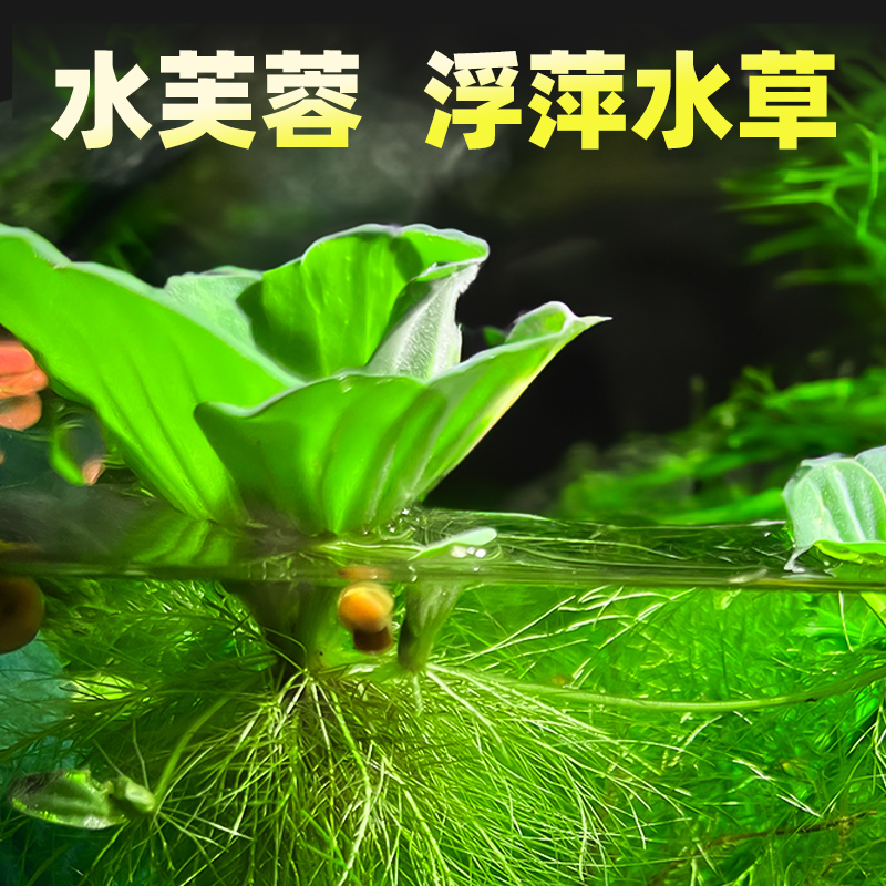 水芙蓉浮萍水草鱼缸造景装饰养鱼养龟活体植物漂浮真水草净化水质 鲜花速递/花卉仿真/绿植园艺 水生植物 原图主图