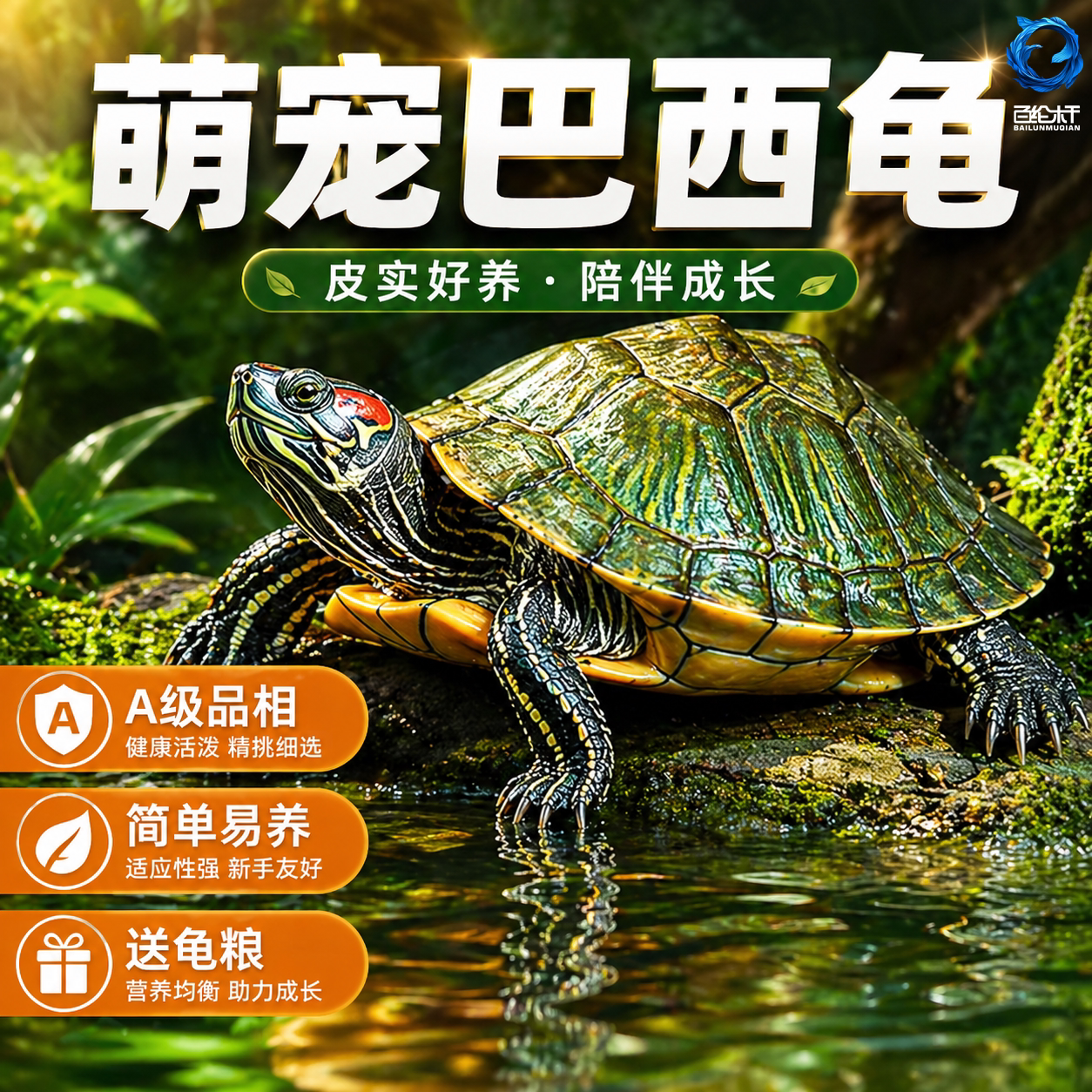 乌龟活物大巴西龟小长寿观赏宠物龟黄金巴西龟绿色情侣红耳龟