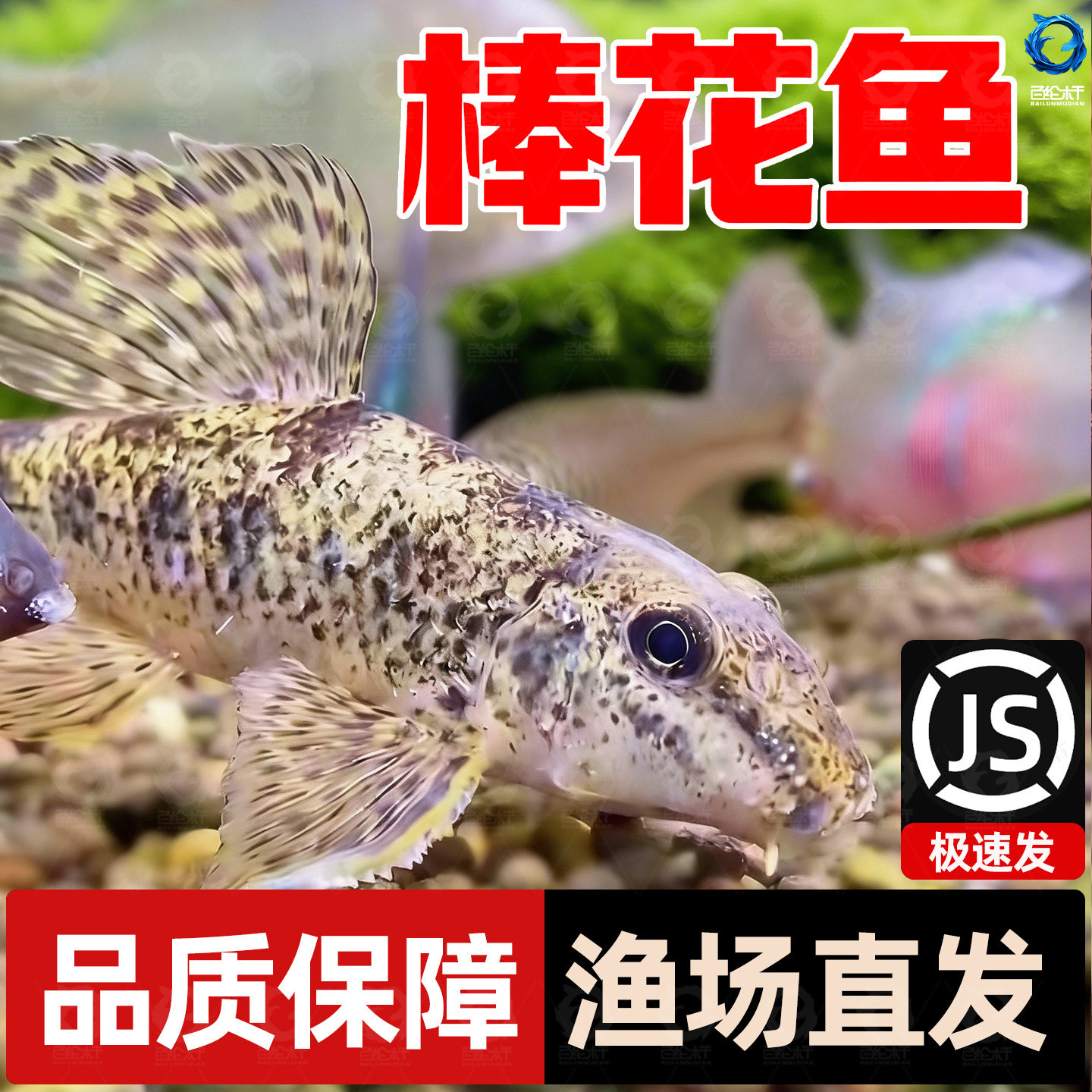 顺丰棒花鱼原生冷水鱼缸清洁鱼吃粪便龟缸清洁鱼除藻鱼似鮈鱼翻沙,宠物/宠物食品及用品,水草,淘宝优惠券,粉丝福利购,淘宝优惠卷