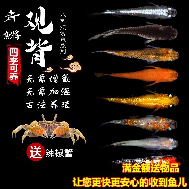 鱼观背青鳉凯希慕活体包邮损锦鲤
