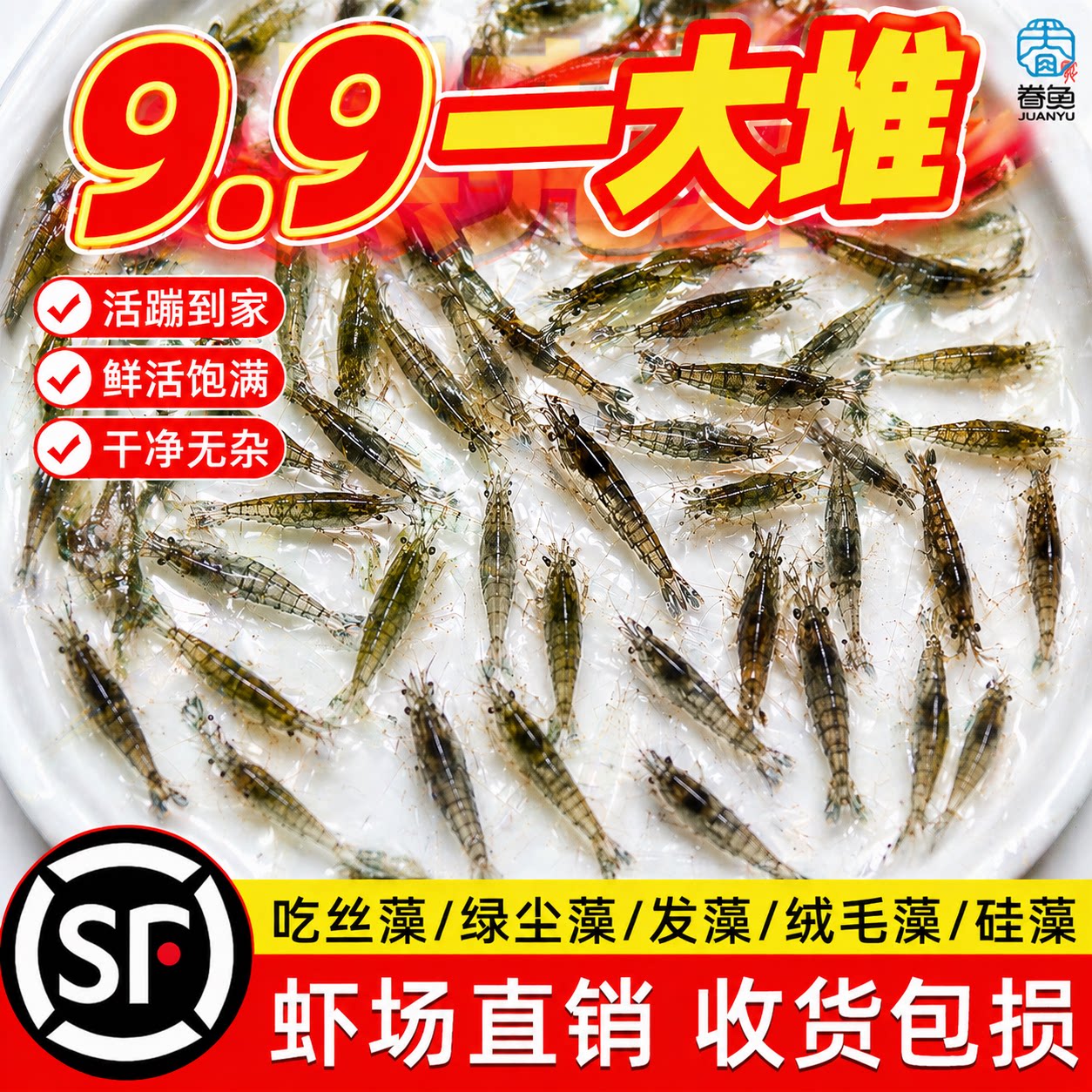 顺丰超大黑壳虾鱼缸观赏除藻工具虾草缸清理鲜活宠物活体饲料冷水