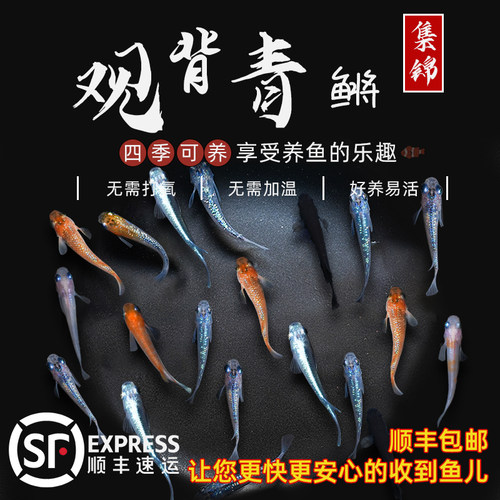 古法养鱼活鱼好养耐活