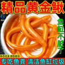 黄金泥鳅冷水清道夫鱼缸清洁工具鱼好养新练手耐活鱼观赏小金鱼苗