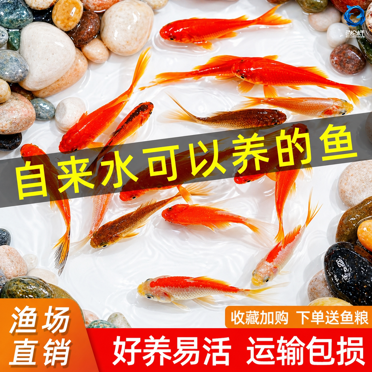 草金鱼活鱼锦鲤鱼苗观赏鱼淡水鱼冷水鱼小型耐活活体小金鱼红草金