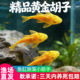 黄金胡子鱼大帆清道夫活体垃圾鱼工具鱼清洁好养活小型观赏鱼
