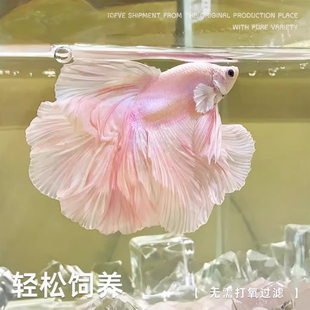 网红婚纱泰国斗鱼半月活体好养无需打氧观赏鱼宠物热带淡水鱼