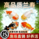 兰寿金鱼精品好养耐活淡水鱼锦鲤观赏鱼新手好养鱼缸纯种冷水鱼