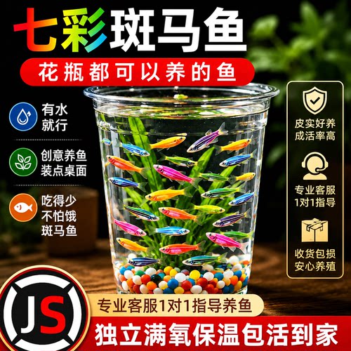 大尺寸斑马鱼热带鱼淡水观赏鱼孔雀鱼鱼苗好养耐活新手鱼冷水小型