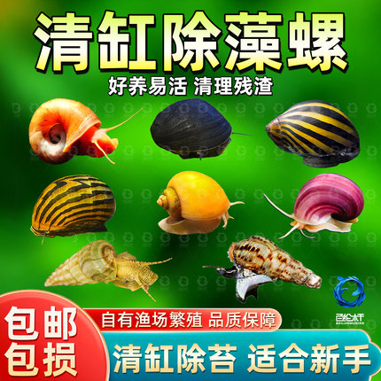 黄金螺除藻螺观赏螺鱼缸清洁黑金刚吃藻苹果斑马螺吃粪工具淡水螺