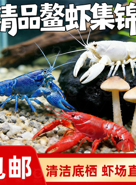 鳌虾观赏虾淡水冷水族耐活体宠物红白蓝色小龙虾火山原生天空蓝魔