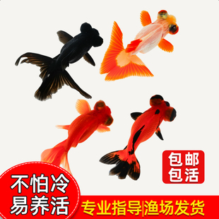 红龙睛金鱼鸿运当头鱼苗冷水鱼龙晴淡水好养鱼冷水鱼宠物鱼观赏鱼