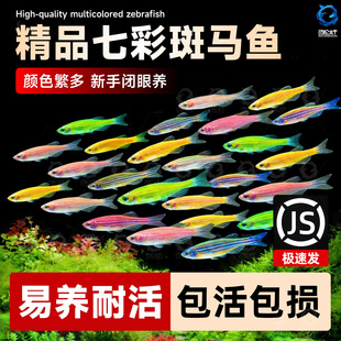 热带观赏鱼斑马鱼七彩斑马好养耐活小型冷水淡水群游多彩鱼缸小鱼