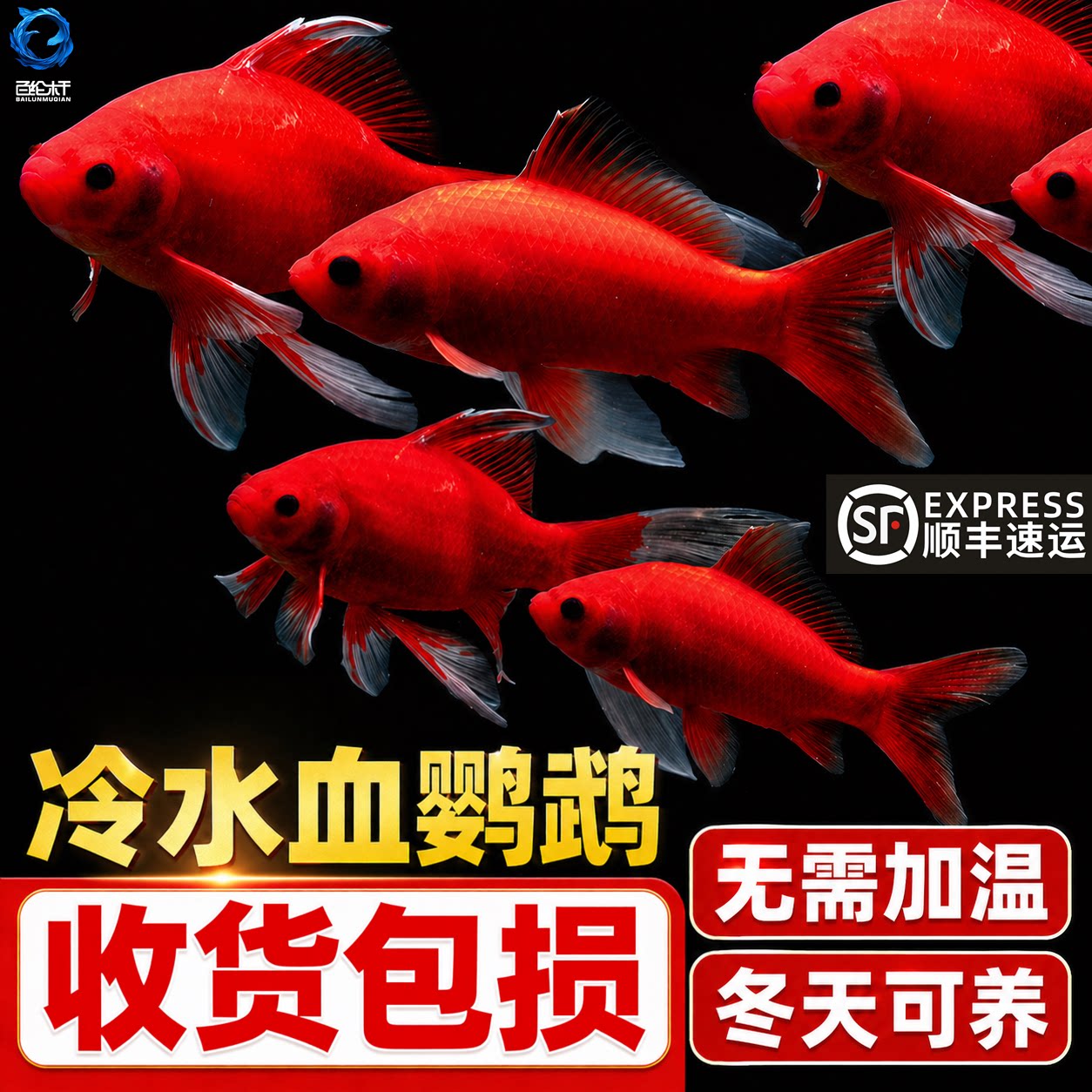 冷水鹦鹉鱼红鱼淡水好养易活冷水鱼苗观赏鱼活鱼金鱼耐活锦鲤 - 实物图