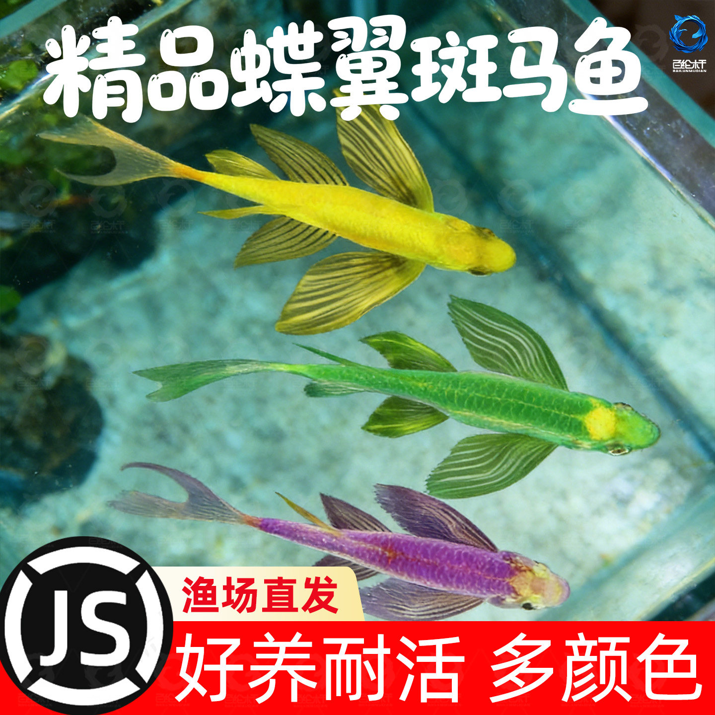 蝶翼斑马鱼长尾长鳍大帆翡翠绿观赏鱼龙凤冷水小型淡水好养小活鱼