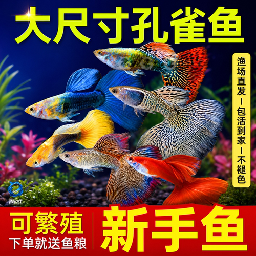 精品孔雀鱼凤尾鱼热带纯种活鱼苗淡水小型好养耐活鱼胎生易繁殖