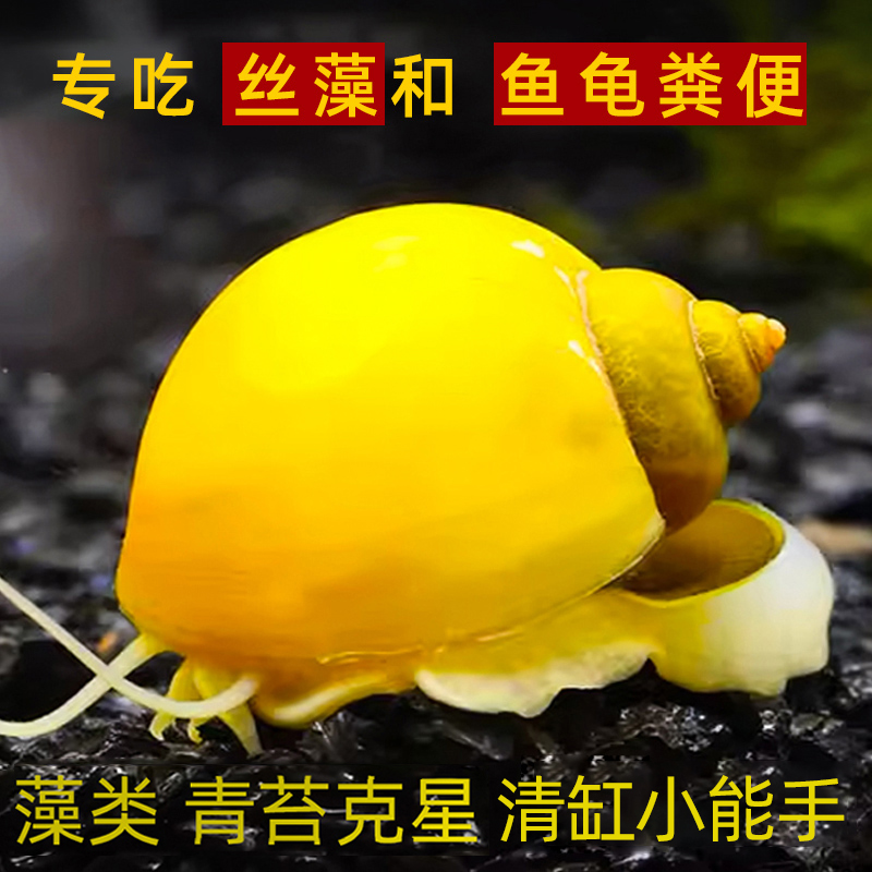 凯希慕热带道夫清洁鱼缸