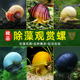 观赏螺淡水苹果螺冷水鱼缸除藻工具吃藻清缸清理小宠物黄金螺蜗牛