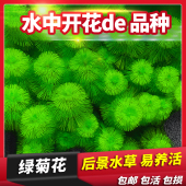 绿菊真草鱼缸阴性水草植物造景蜈蚣草净化水质阴性懒人草水培植物