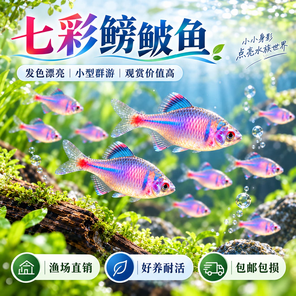 七彩高体鳑鲏鱼冷水鱼活体好养淡水观赏鱼原生小型鱼苗除藻群游鱼