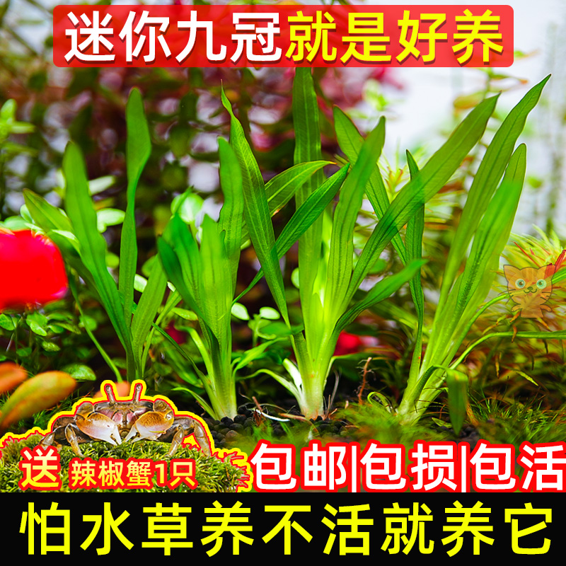 迷你九冠水草养鱼造景植物细叶铁大叶鱼缸新手懒人活体淡水榕阴性