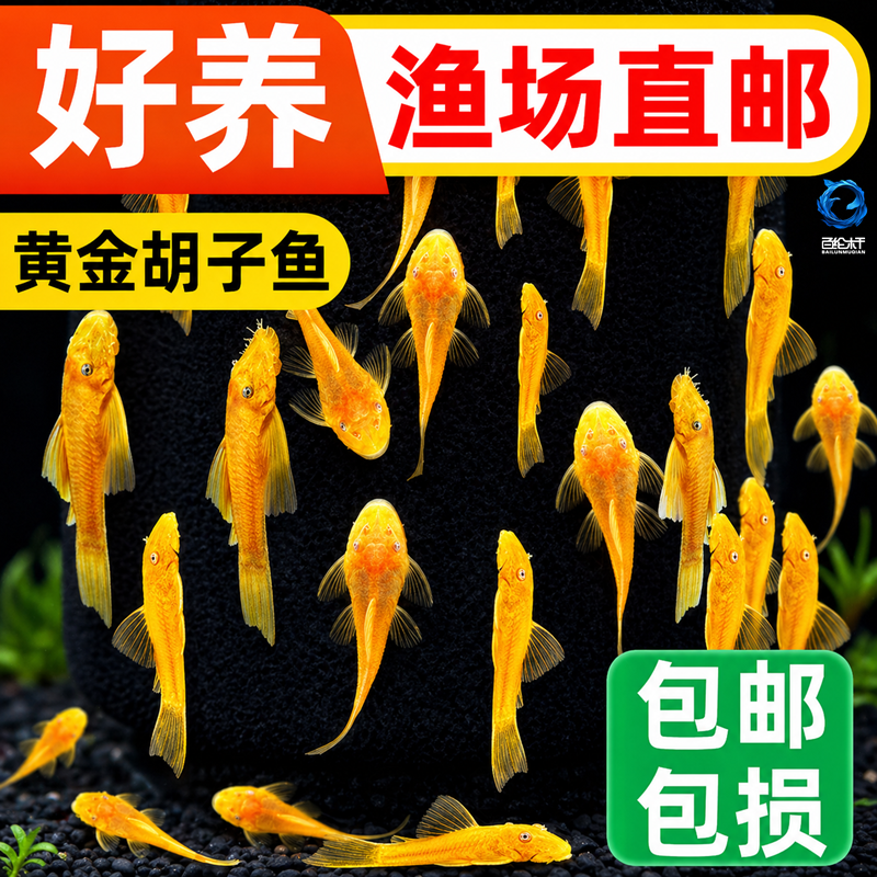 黄金胡子鱼大帆清道夫活体垃圾鱼工具鱼清洁好养活小型观赏鱼