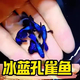 冰蓝孔雀鱼热带纯种观赏鱼小型淡水好养耐活斑马精品胎生凤尾小鱼