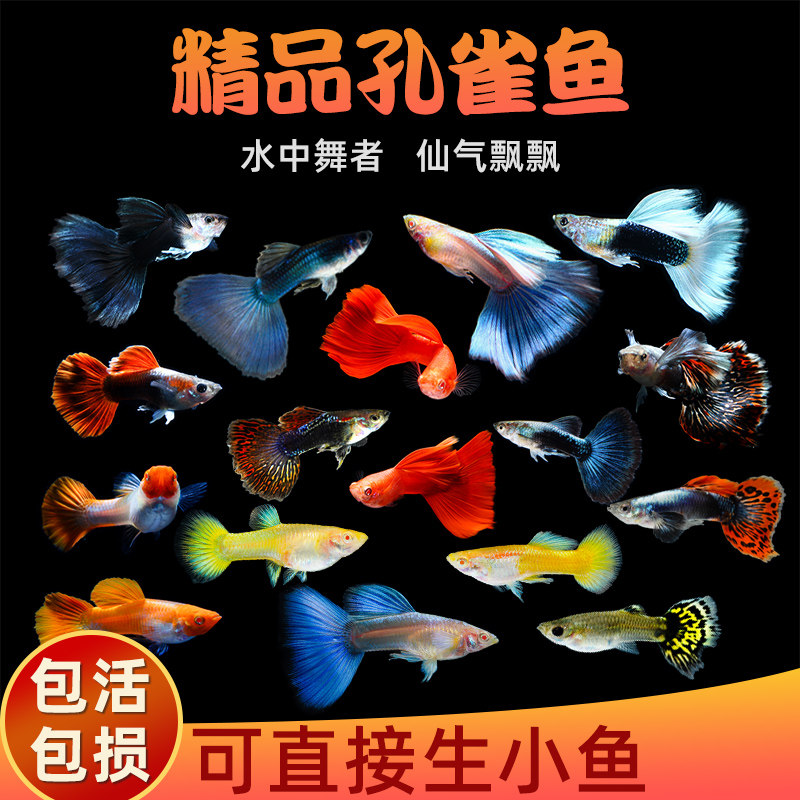 孔雀鱼纯种观赏鱼小型淡水好养热带鱼活体清道夫斑马金鱼小鱼鱼苗