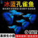 顺丰冰蓝孔雀鱼活鱼热带观赏鱼好养耐活淡水鱼苗冷水凤尾鱼小型