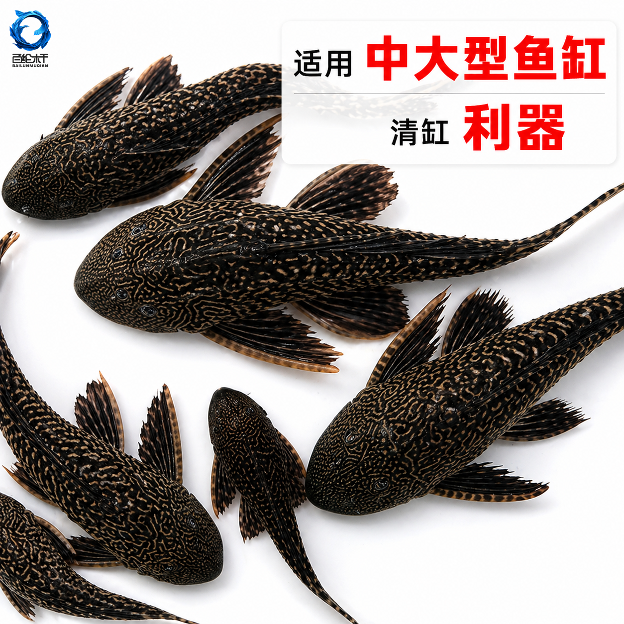 清道夫鱼缸清洁工鱼观赏热带淡水冷水专吃屎垃圾粪便清理藻类残饵