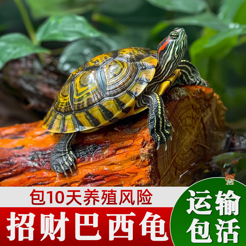巴西龟招财黄金龟观赏龟金钱龟乌龟蛋龟小乌龟深水龟懒人草龟家养